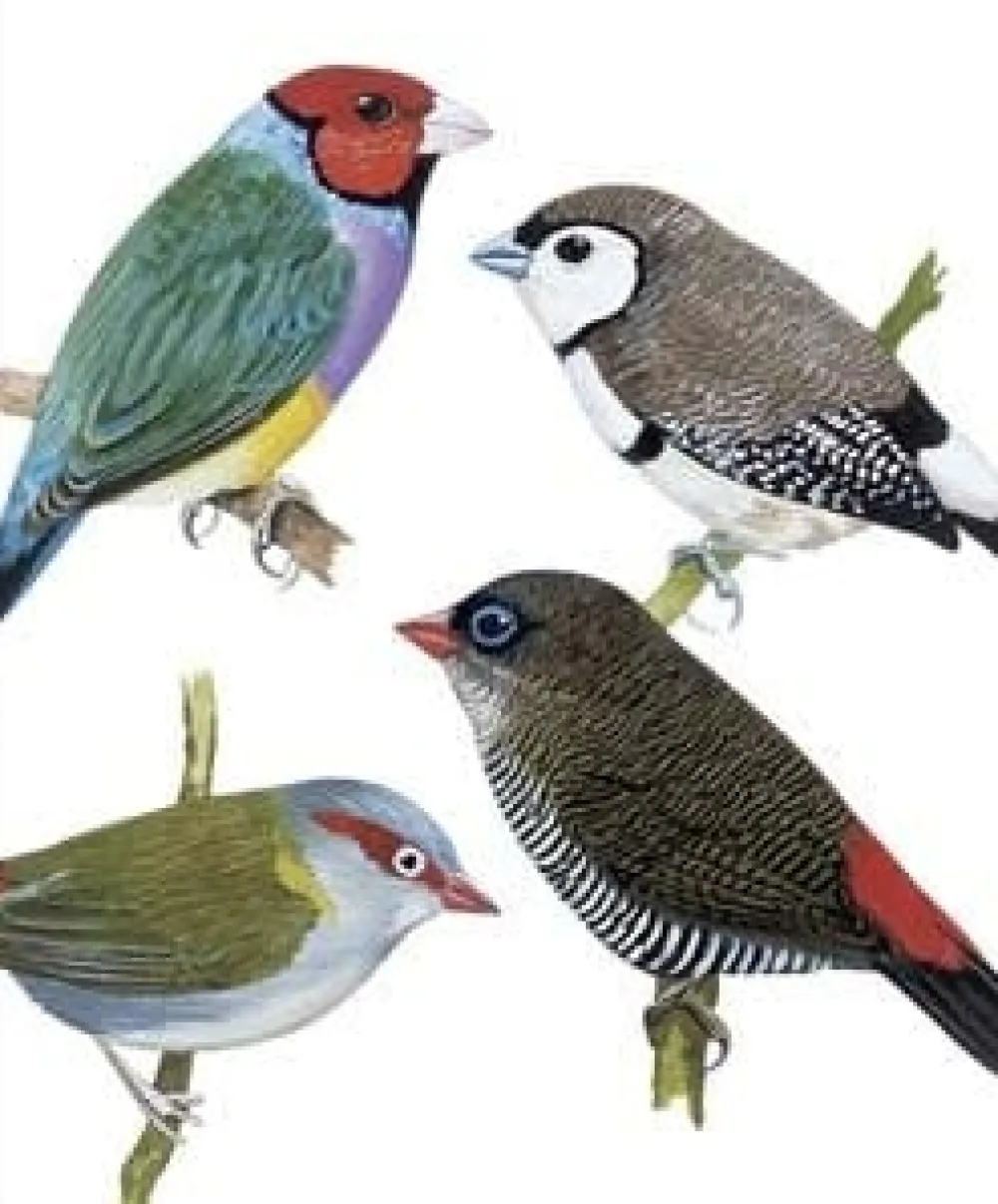 Greeting Cards|Australian Finches Greeting Card