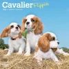 Calendars|Cavalier King Charles Spaniel Puppies 2026 Mini Wall Calendar