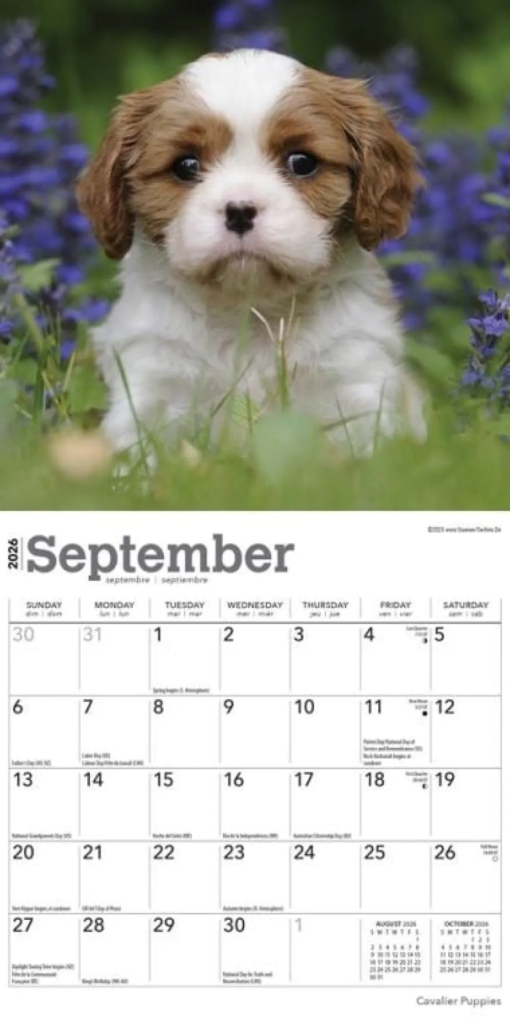 Calendars|Cavalier King Charles Spaniel Puppies 2026 Mini Wall Calendar