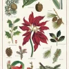 Tea Towels|Christmas Botanicals Tea Towel