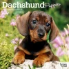 Calendars|Dachshund Puppies 2026 Mini Wall Calendar