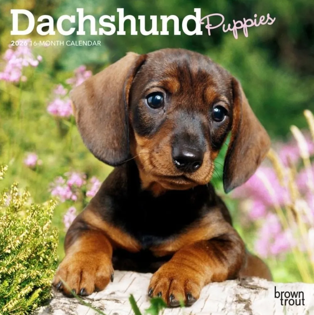 Calendars|Dachshund Puppies 2026 Mini Wall Calendar