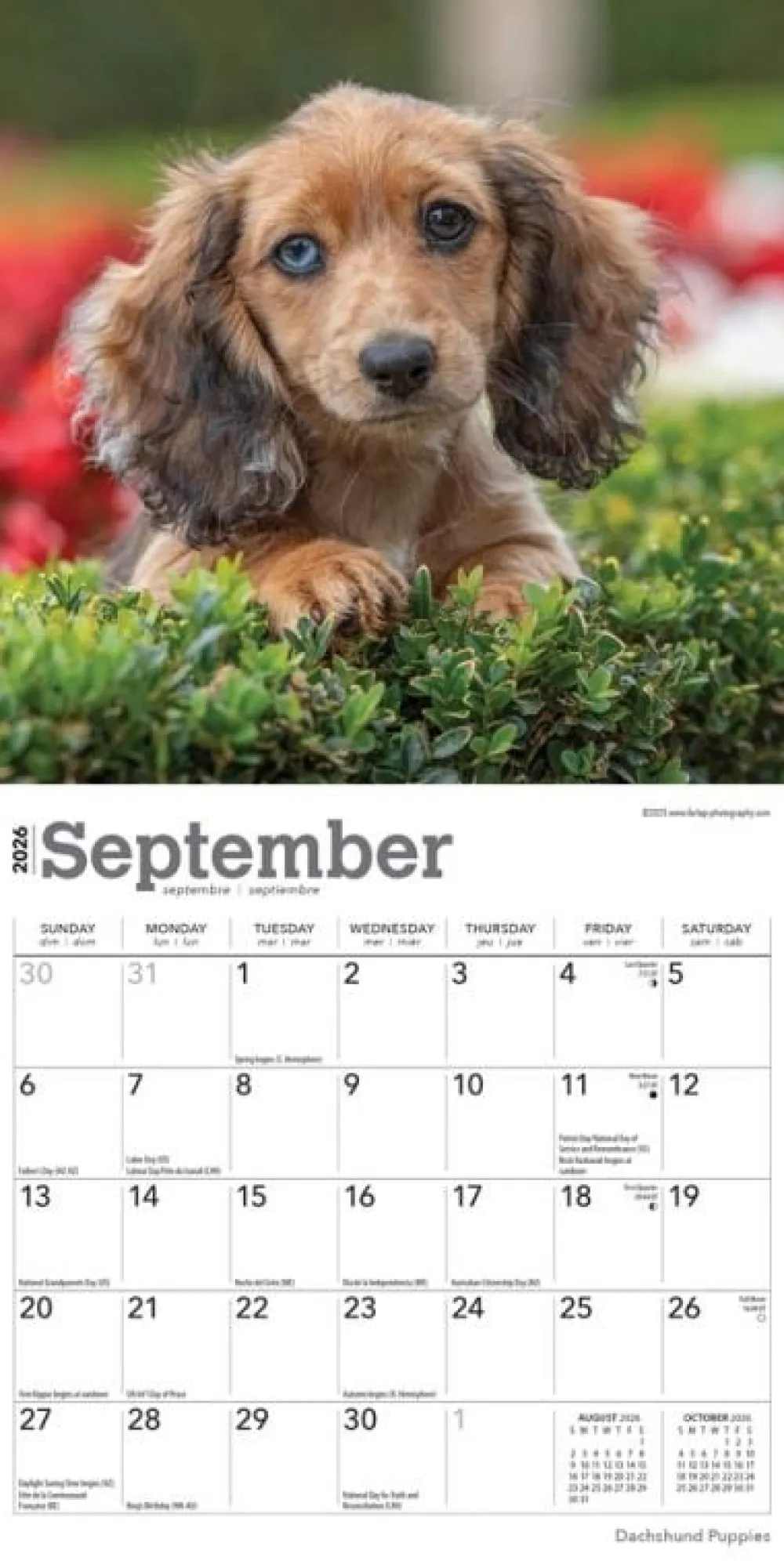 Calendars|Dachshund Puppies 2026 Mini Wall Calendar