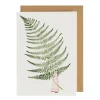 Greeting Cards|Fabulous Ferns 3 Greeting Card