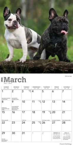 Calendars|French Bulldogs 2026 Mini Wall Calendar