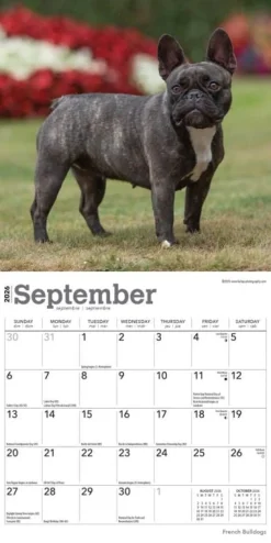 Calendars|French Bulldogs 2026 Mini Wall Calendar