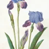 Greeting Cards|Garden Iris Greeting Card