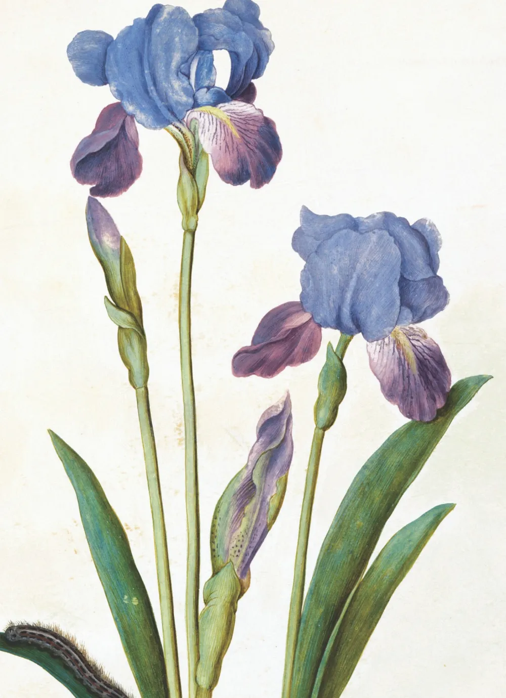 Greeting Cards|Garden Iris Greeting Card