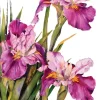 Greeting Cards|Louisiana Iris Sympathy Card