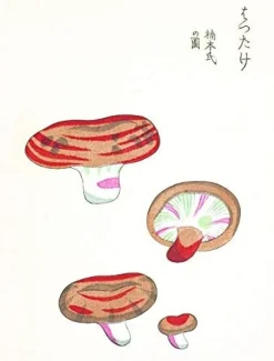Books|Mushroom Postcards