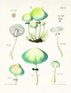 Books|Mushroom Postcards