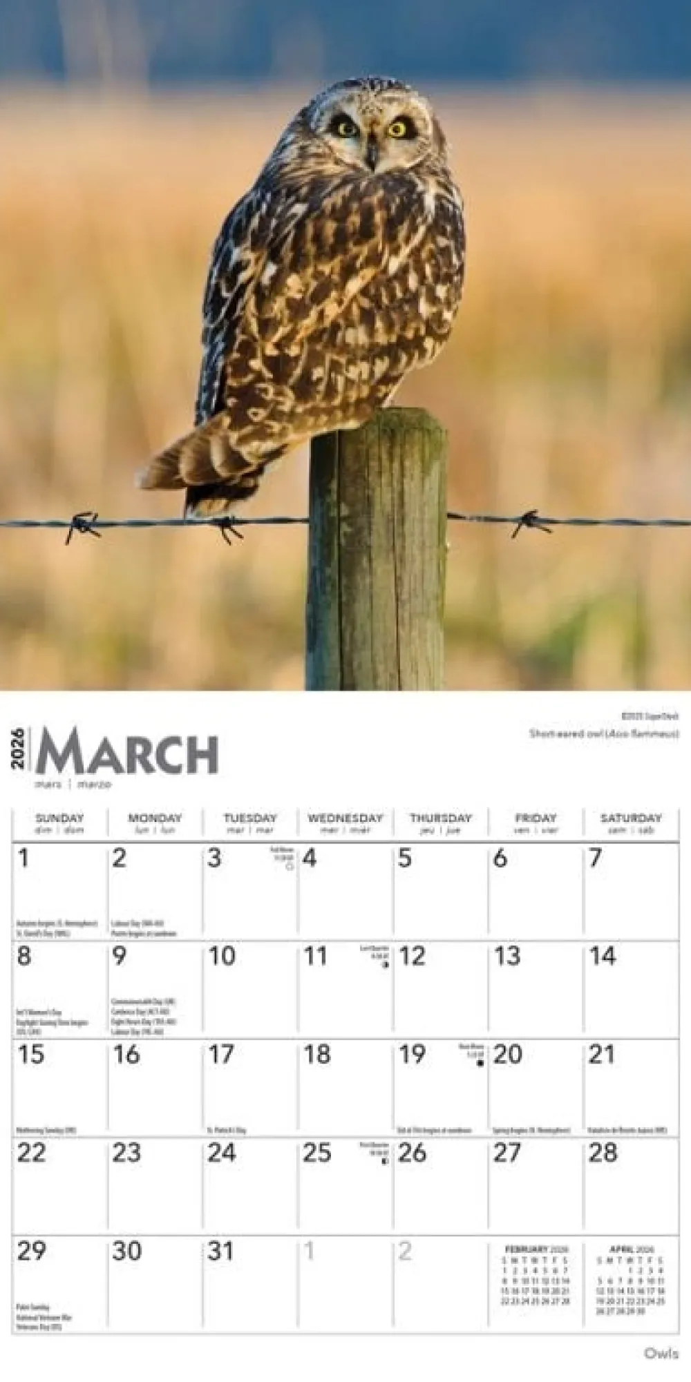 Calendars|Owls 2026 Mini Wall Calendar
