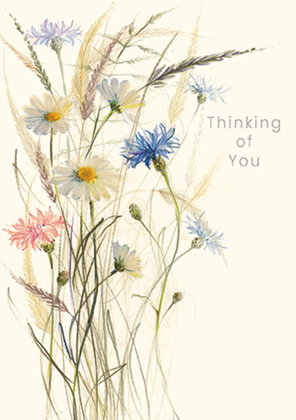 Greeting Cards|Oxeye Daisies Thinking of You Card