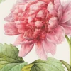 Greeting Cards|Pink Peony Greeting Card