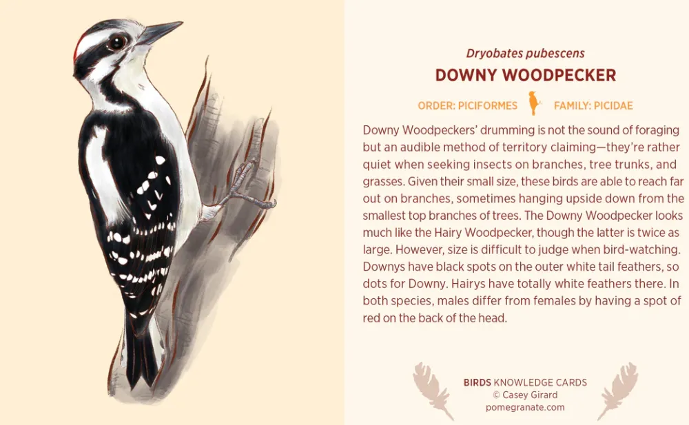 Pomegranate Games & Puzzles|Birds Knowledge Cards
