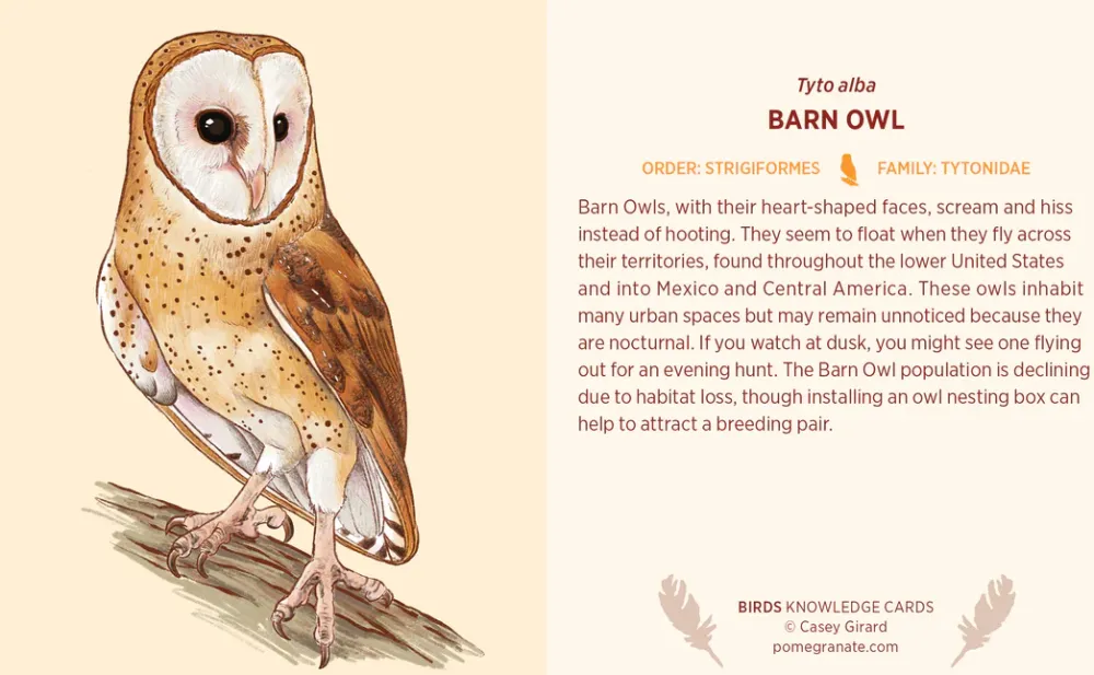 Pomegranate Games & Puzzles|Birds Knowledge Cards