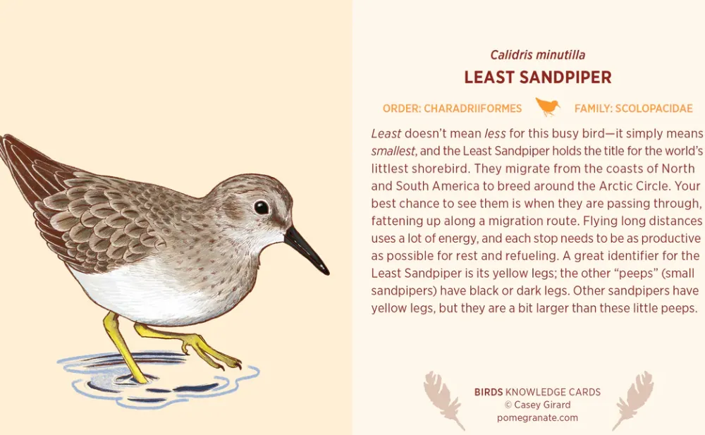 Pomegranate Games & Puzzles|Birds Knowledge Cards