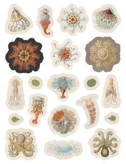 Pomegranate Coloring Books & Crafts|Activity Books|Ernest Haeckel: Art Forms in Nature Sticker Book