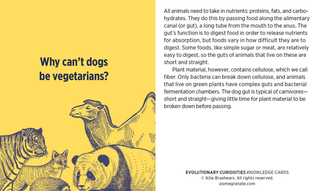 Pomegranate Games & Puzzles|Evolutionary Curiosities Knowledge Cards