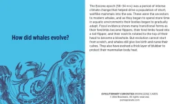 Pomegranate Games & Puzzles|Evolutionary Curiosities Knowledge Cards