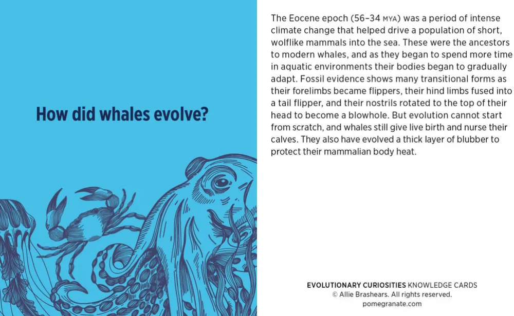 Pomegranate Games & Puzzles|Evolutionary Curiosities Knowledge Cards