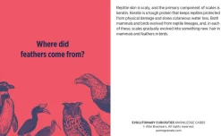 Pomegranate Games & Puzzles|Evolutionary Curiosities Knowledge Cards