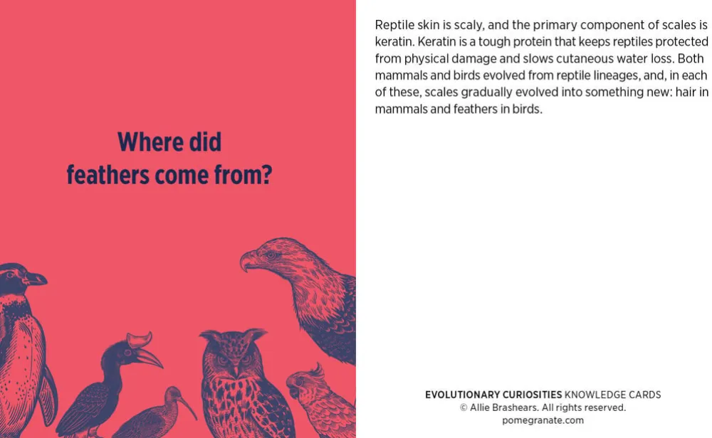 Pomegranate Games & Puzzles|Evolutionary Curiosities Knowledge Cards