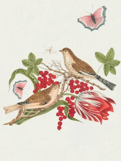 Pomegranate Boxed Cards|Flowers, Birds, & Butterflies Celebrations Boxed Notecards