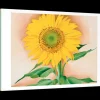 Pomegranate Boxed Cards|Georgia O'Keeffe: A Sunflower from Maggie Boxed Cards