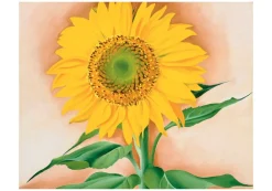 Pomegranate Boxed Cards|Georgia O'Keeffe: A Sunflower from Maggie Boxed Cards