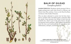 Pomegranate Games & Puzzles|Herbs & Medicinal Plants Knowledge Cards