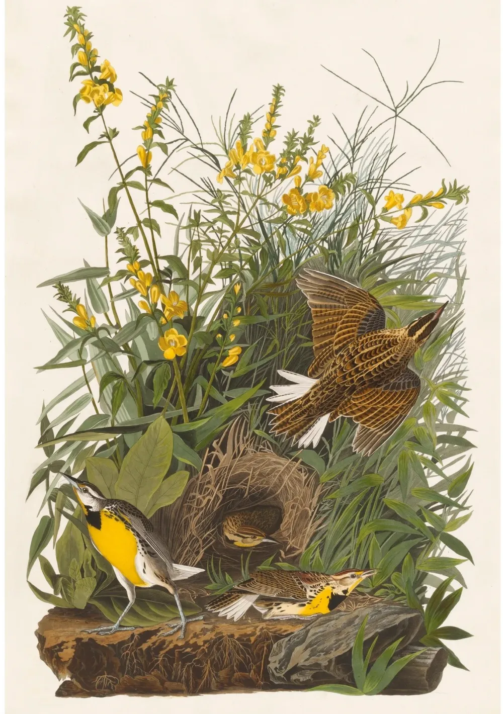 Pomegranate Boxed Cards|John James Audubon: Songbirds Boxed Notecard Assortment