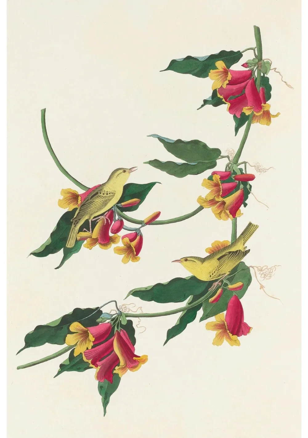 Pomegranate Boxed Cards|John James Audubon: Songbirds Boxed Notecard Assortment