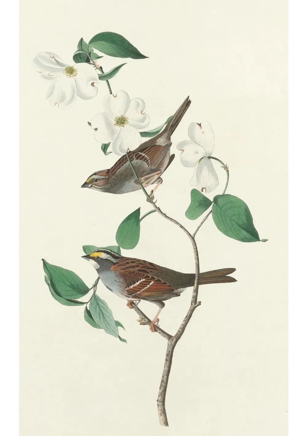 Pomegranate Boxed Cards|John James Audubon: Songbirds Boxed Notecard Assortment