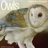 Pomegranate Calendars|Owls: Jeannine Chappell 2026 Wall Calendar