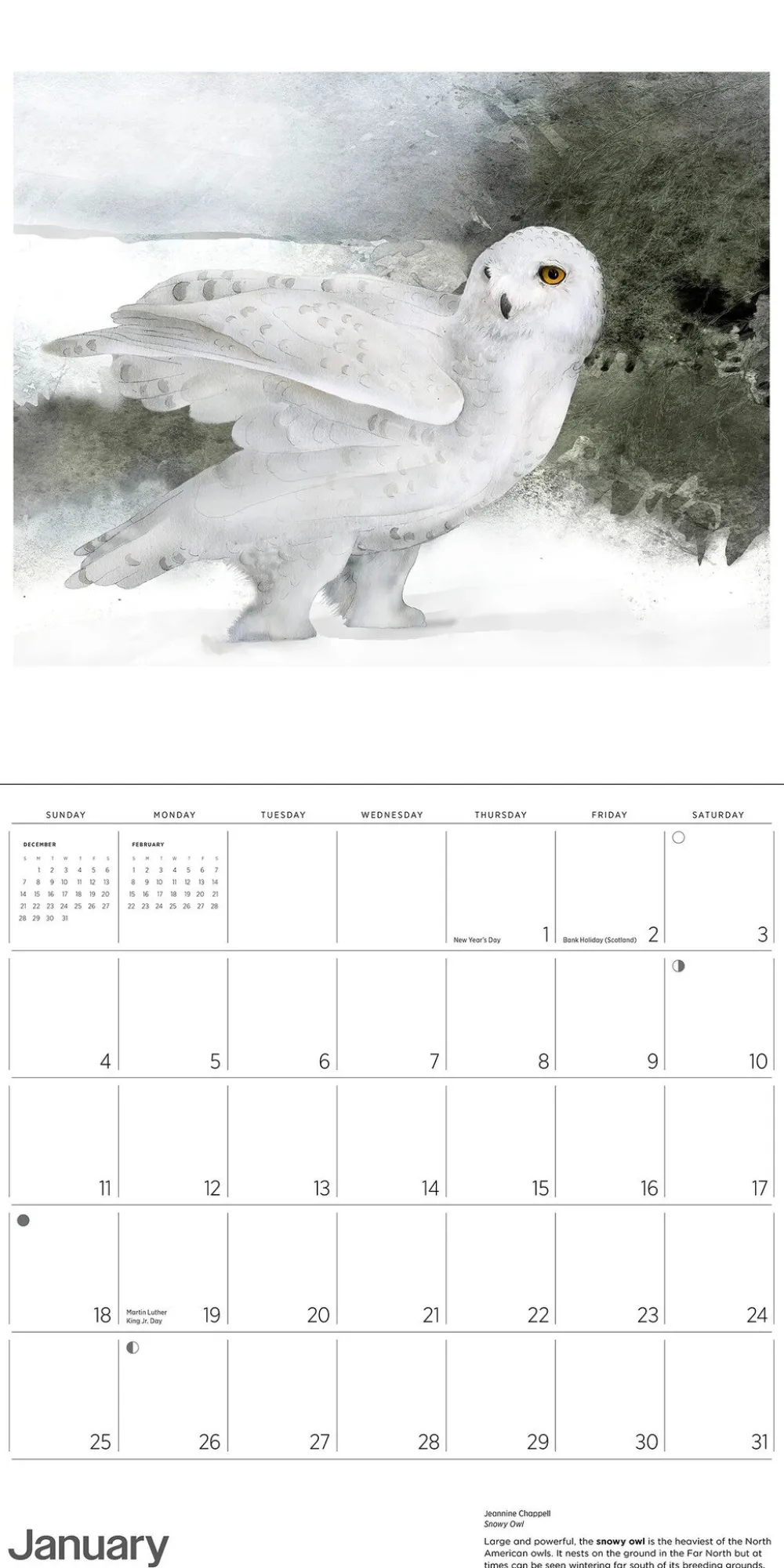 Pomegranate Calendars|Owls: Jeannine Chappell 2026 Wall Calendar