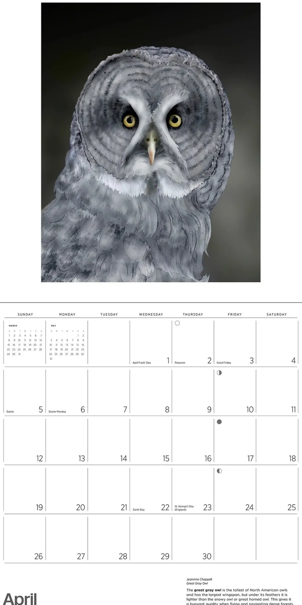 Pomegranate Calendars|Owls: Jeannine Chappell 2026 Wall Calendar