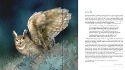 Pomegranate Books|Owls: The Paintings of Jeannine Chappell