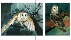 Pomegranate Books|Owls: The Paintings of Jeannine Chappell