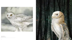 Pomegranate Books|Owls: The Paintings of Jeannine Chappell