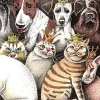 Greeting Cards|Reigning Cats & Dogs Greeting Card
