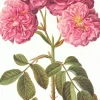Greeting Cards|Rosa Damascena Greeting Card