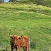 Greeting Cards|Scottish Cow Greeting Card