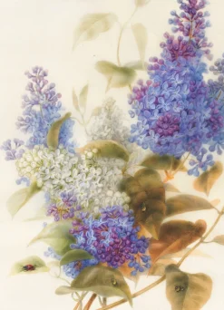 Greeting Cards|Spray of Lilac Greeting Card