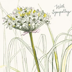 Greeting Cards|Spring Allium Sympathy Card