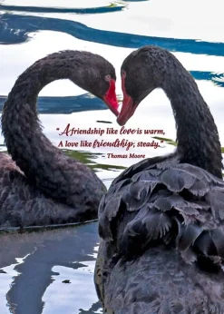 Greeting Cards|Thomas Moore Swan Anniversary Card
