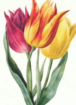 Greeting Cards|Three Lily Tulips Greeting Card