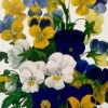 Greeting Cards|Viola Pansy Tri-Color Greeting Card