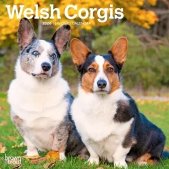 Calendars|Welsh Corgis 2026 Mini Wall Calendar