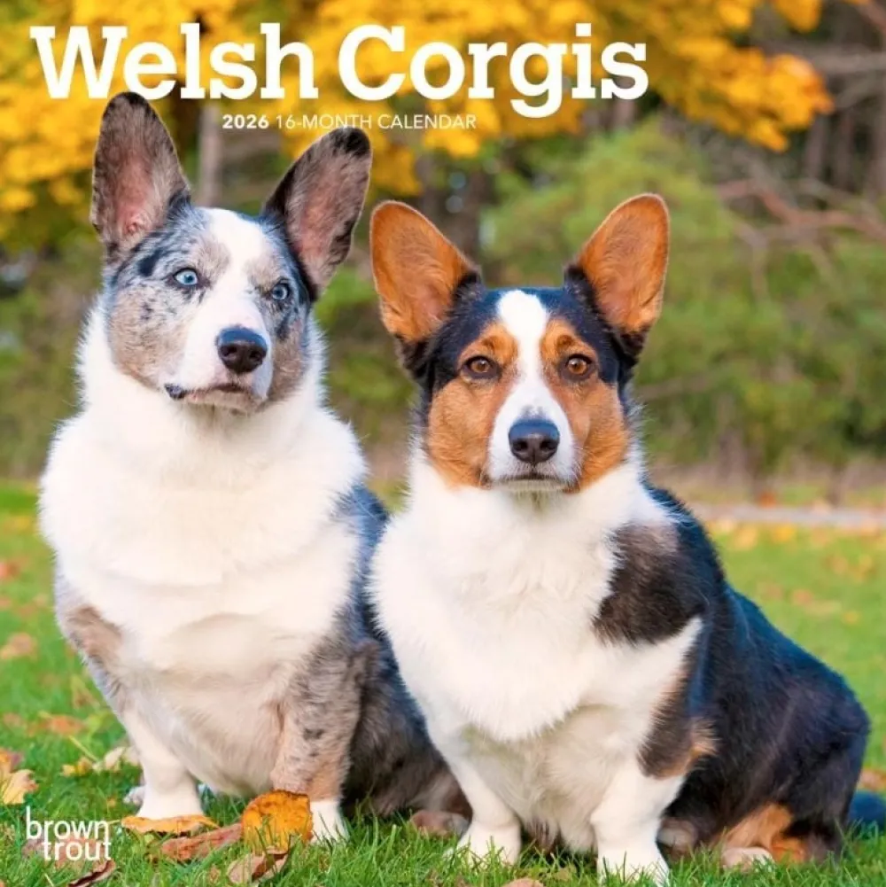 Calendars|Welsh Corgis 2026 Mini Wall Calendar